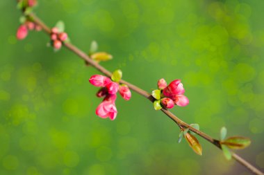 Yeşil arka planda bir kiraz ağacının güzel dalı, Bükreş, Romanya