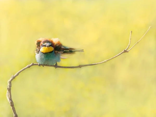 小枝に座って美しいカラフルな鳥 ヨーロッパの養蜂家 Merops Apapaster Dobrogea ルーマニア — ストック写真
