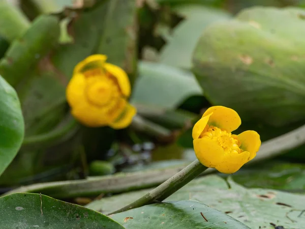 Hermosos Nenúfares Amarillos Con Hojas Verdes Parches Rumania Imagen De Stock