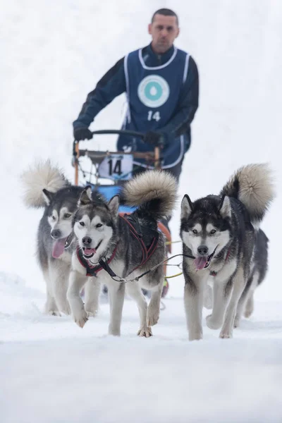 Tusnad Romania Febrero 2019 Hombre Identificado Que Participa Concurso Carreras Imagen De Stock