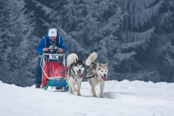 Tusnad Romania Febrero 2019 Hombre Identificado Que Participa Concurso Carreras Fotos De Stock Sin Royalties Gratis