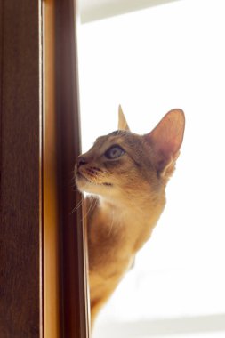 Kamerada sarı gözlü ve kısa saçlı Habeş kedisinin dikey portresi var. Kapat, kopyala boşluk, arkaplan