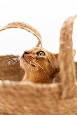 Evdeki sepetin içinde beyaz duvar arkasında oturan küçük, şirin Habeş kedisinin stüdyo çekimi. Genç, güzel, safkan kısa saçlı kedicik. Kapat, boşluğu kopyala