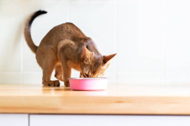Sevimli Habeş kedisi beyaz ahşap arka planda ıslak yiyecekler yiyor. Mutfakta pembe tabaklı şirin safkan kedi yavrusu. Safkan kedi yavrusu ölüyor.