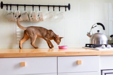 Tatlı kızılderili Habeş kedisi ahşap mutfak masasında yiyerek pembe kaseden yemek yemeye gider. Saf kedi yavrusu istihkakı kavramı. Sabahları yurtiçi, reklam.