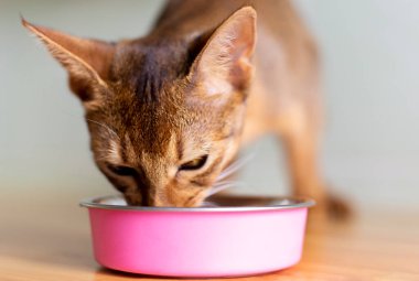 Küçük kızıl Habeş kedisi ahşap masada ıslak yemek yiyor. Mutfakta tatlı safkan kedi yavrusu ve sabah pembe tabağı ahşap masada.