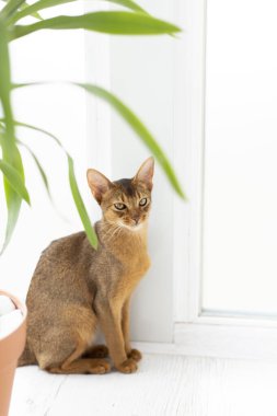 Habeş kedisi bitkinin yanında oturuyor. Yeşil bitkiyi kemiren ev kedisi