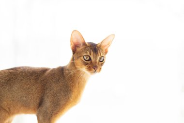 Beyaz üzerinde izole edilmiş safkan Habeş genç kedi portresi. Reklam konsepti sakin itaatkar kedi yavrusu