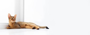 Safkan, sakin, kızıl, Habeş kedisi evin penceresinin yanında yerde yatıyordu. İtaatkar kedi yavrusu yatar ve fotokopi alanı, afiş ve reklam ararlar.