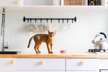 Tatlı kızılderili Habeş kedisi ahşap mutfak masasında yiyerek pembe kaseden yemek yemeye gider. Saf kedi yavrusu istihkakı kavramı. Sabahları yurtiçi, reklam.