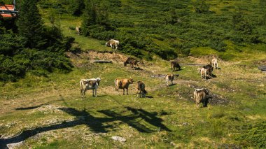 Güzel Karpat Dağları, yol, tepeler, orman, Ukrayna