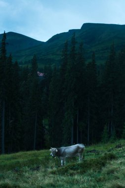 Güzel Karpat Dağları, yol, tepeler, orman, Ukrayna