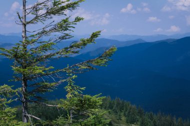 Güzel Karpat Dağları, yol, tepeler, orman, Ukrayna