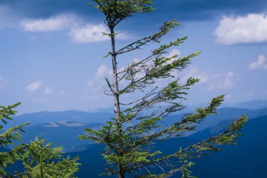 Güzel Karpat Dağları, yol, tepeler, orman, Ukrayna