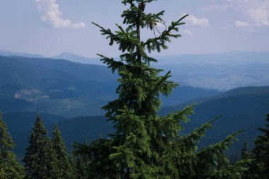 Güzel Karpat Dağları, yol, tepeler, orman, Ukrayna