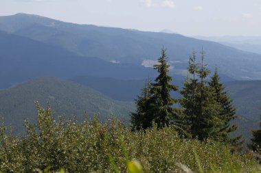 Güzel Karpat Dağları, yol, tepeler, orman, Ukrayna