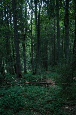 Güzel Karpat Dağları, yol, tepeler, orman, Ukrayna