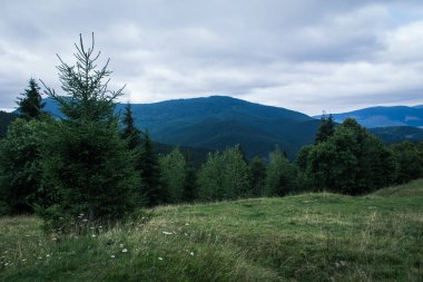 Güzel Karpat Dağları, yol, tepeler, orman, Ukrayna