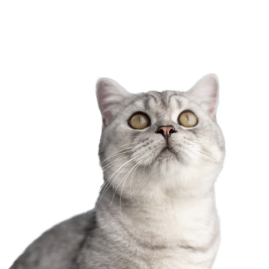 Pofuduk gri bir kedinin yakından çekilmiş portresi, çarpıcı sarı gözleri, bakışları yukarıda bir şeye sabitlenmiş, saf siyah bir zemin üzerine izole edilmiş.