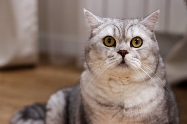 Çarpıcı gümüş tekir işaretleri ve büyük, anlamlı sarı gözleri olan bir ev kedisi dikkatle ileriye bakıyor.