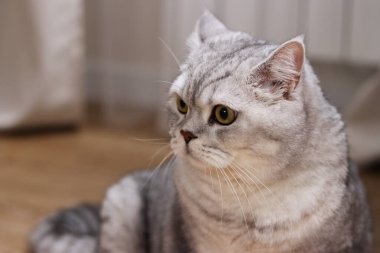 A detailed view of a fluffy silver tabby cat with striking yellow eyes, resting comfortably on a wooden floor with soft background blur