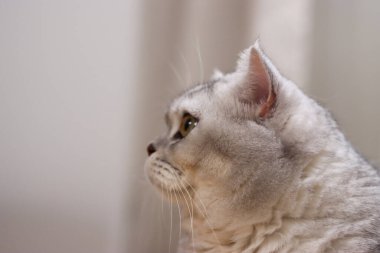 Ayrıntılı bir yan bakış, gümüş gölgeli İngiliz Shorthair kedisinin tüylü tüylerini ve tetikte bakışlarını yakalar.