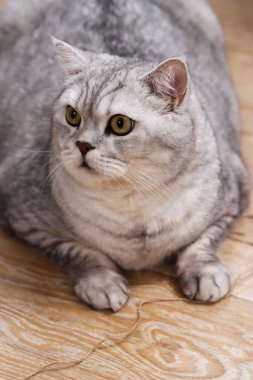 Dolgun paltolu, güzel, gümüş bir tekir kedi ahşap bir zeminde yatıyor. Bakışları kameranın dışındaki bir şeye sabitlenmiş.