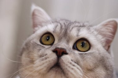 Büyük, yuvarlak, sarı yeşil gözleri ve yumuşak kürk dokusuna odaklanmış gümüş renkli bir İskoç kedisinin ayrıntılı portresi.