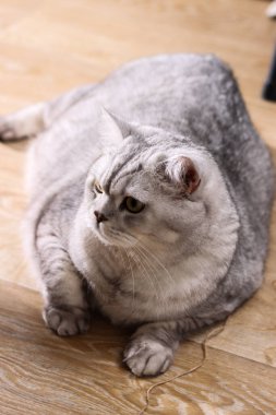 Yumuşak gümüş bir tekir İngiliz Shorthair kedisi, hafif ahşap bir zeminde rahatça uzanır.