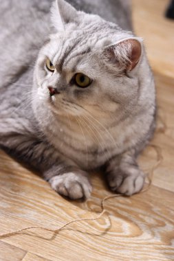 Gümüş tekir işaretleri ve delici sarı gözleri olan yerli bir stenograf yakındaki ince bir ip olan parlak ahşap bir yüzeye uzanır.