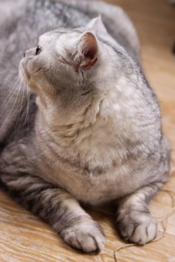 Yumuşak gümüş bir tekir İngiliz Shorthair kedisi, aydınlık ahşap bir zeminde rahatça dinleniyor. Gözleri merakla yukarıya bakıyor.