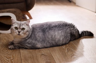Yeşil gözlü, tüylü bir İngiliz Shorthair kedisi açık renkli ahşap bir zeminde, çizgili kuyruğu görünür bir şekilde uzanıyor.