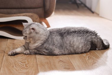Katlanmış kulakları olan tüylü gümüş bir tekir İskoç kedisi açık kahverengi bir ahşap zeminde uzanmış, yan tarafa bakıyor.