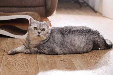 Bu sevimli İngiliz Shorthair kedisi parlak ahşap bir zemine uzanmış, uyanık ve meraklı görünüyor.