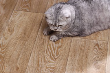 Ayırt edici kıvrımlı kulakları olan tüylü, gri bir İskoç kedisi açık kahverengi ahşap bir zeminde, sakin bir ifadeyle aşağıya bakıyor.