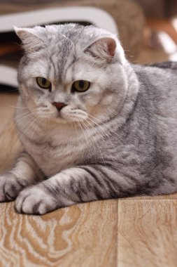 Yakın çekim, İskoç gümüş tekir kedinin sakin ifadesini yakalar. Sıcak ahşap bir zeminde rahatça uzanır, eşsiz katlanmış kulaklarını ve desenli kürkünü gösterir.