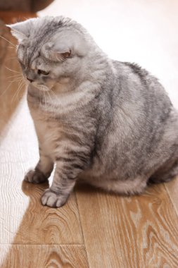 Tıknaz, gümüşi bir tekir İngiliz Shorthair kedisi belirgin işaretleri olan parlak ahşap bir zeminde dikkatle oturuyor, bakışları aşağıya dönük.