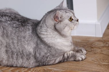 Güzel gümüş bir tekir İngiliz Shorthair kedisi belirgin işaretleri ve parlak sarı gözleri ile parlayan ahşap bir zemine uzanmış dikkatlice yan tarafa bakıyor.