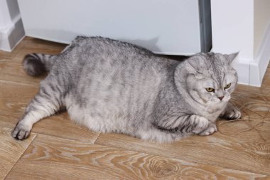 Yuvarlak bir yüzü ve yoğun bakışları olan tüylü gri tekir bir kedi, hafif rahatsız bir şekilde hafif ahşap lamine bir zeminde rahatça dinlenir.