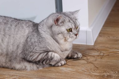 Belirgin gümüş tekir desenli tüylü bir İngiliz Shorthair kedisi beyaz bir süpürgeliğin yanındaki parlak ahşap zeminde yatıyor.