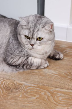 Güzel gümüş bir tekir İskoç kedisi katlanmış kulakları ve yoğun sarı gözleri açık kahverengi ahşap bir zeminde yatıyor.