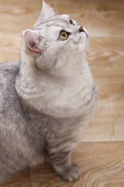 Parlak yeşil gözlü, güzel gümüş bir tekir kedi ahşap bir zeminde oturur ve dikkatle yukarı bakar.