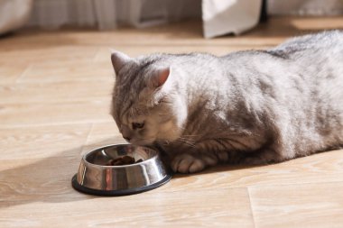 Gümüş kürklü pofuduk bir İngiliz Shorthair kedisi, parlak yemek tabağından mama yemeye odaklanmış.
