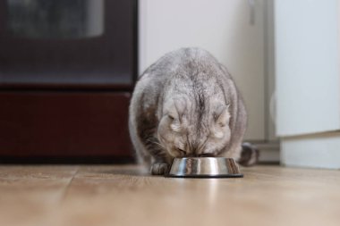 Çarpıcı tekir işaretleri olan yerli bir stenograf yemek tabağından yemeye odaklanmış durumda.