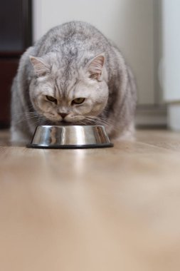 Yoğun gözlü gri bir tekir kedi, ahşap bir zemine yerleştirilmiş paslanmaz çelik bir tabakta yemeğine odaklanır.