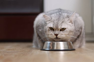 Sarı gözlü tüylü, gri İngiliz Shorthair kedisi boş bir metal yemek çanağının önünde otururken hoşnutsuz görünüyor.