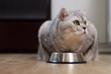 Sarı gözlü bir ev kedisi, boş tabağının yanında bekliyor. Yemeği bekliyor.