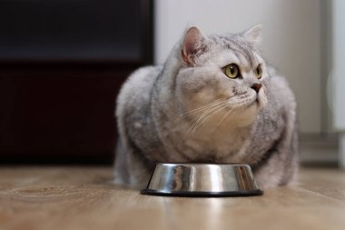 Parlak sarı gözlü tüylü gümüş bir tekir kedi ahşap bir zeminde parlak metal bir yemek çanağının yanında oturuyor.