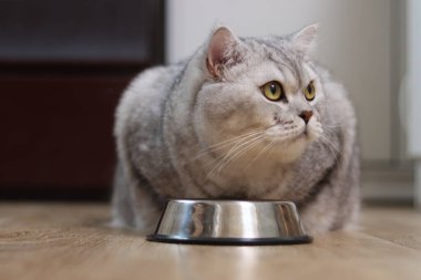 Sarı gözlü tüylü, gri İngiliz Shorthair kedisi sabırla ahşap zeminde boş metal yemek kasesinin yanında bekliyor.