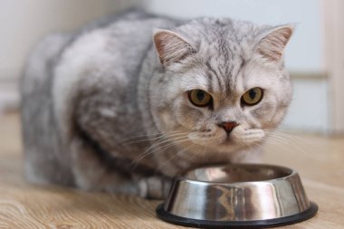 Yeşil gözlü ve gri tekir ceketli bir ev kedisi sabırla boş yemek tabağının yanında bekliyor.